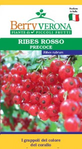 ribes rosso precoce Jonkeer Van Tets